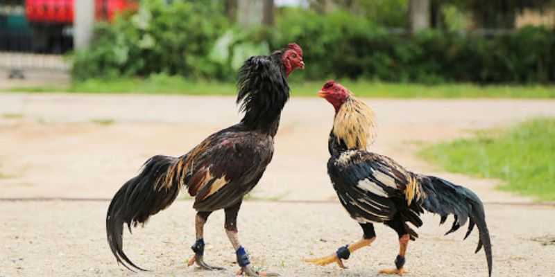 Giới thiệu về chuyên mục đá gà Xoso66 nổi tiếng