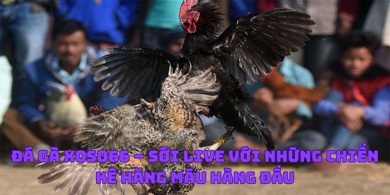 Đá Gà Xoso66
